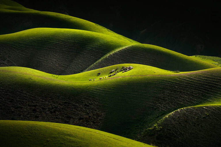 Sun Qingsheng Pastoral of the prairie