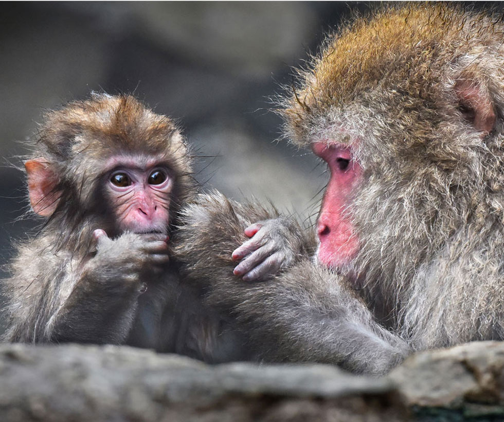 Lyndall Lazar - Mother Grooming Son