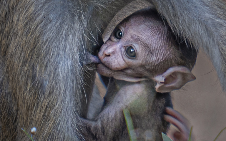Bandara_Pandula - Hungry Kid