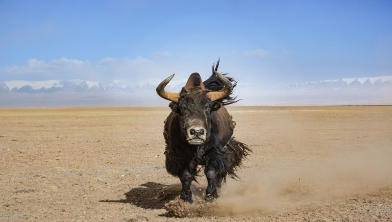 Bu_Jianping - From the Snow Mountain