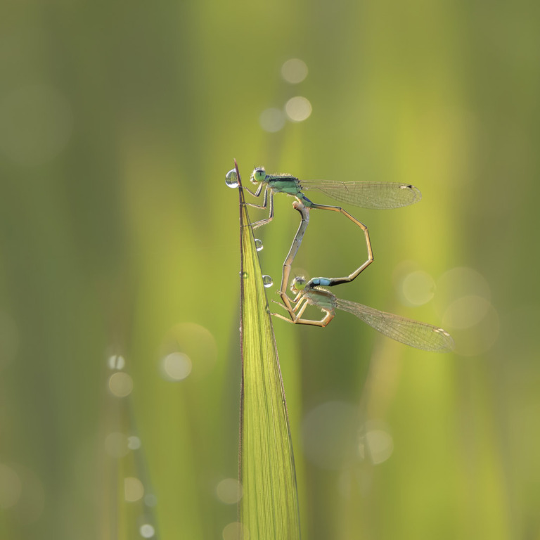 Chen_Kunping - Damsefly 3