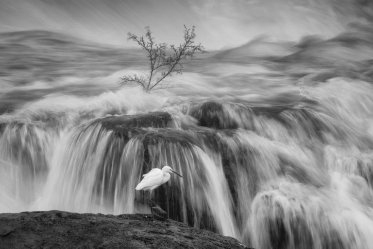 Chen_Kunping - Foraging