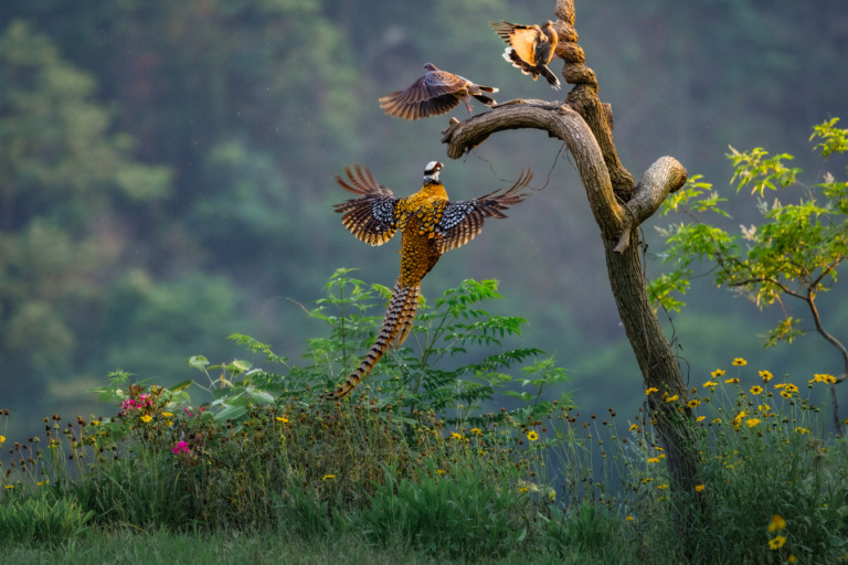 Duan_Fangming - The pheasant spreading wings
