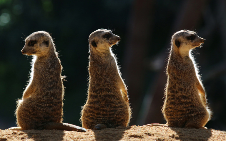 Gottfried_catania - Meerkats on the alert