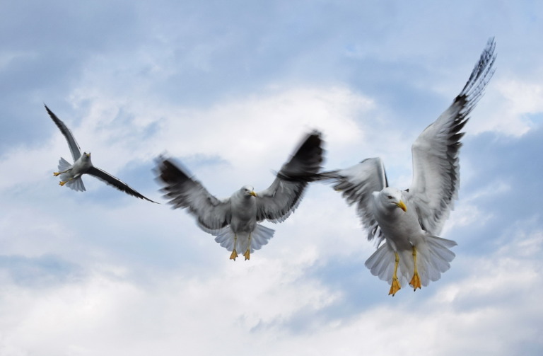 Hadjipavlou_Thanasis - Three in a row