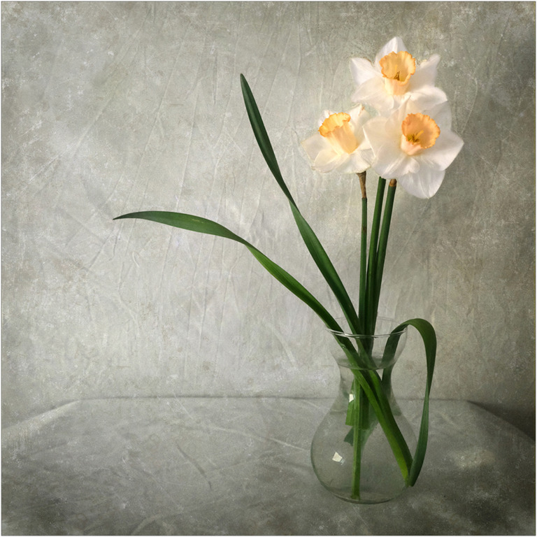 Jose_Manuel_Pires_Dias - Jose Manuel Pires Dias Les elegantes