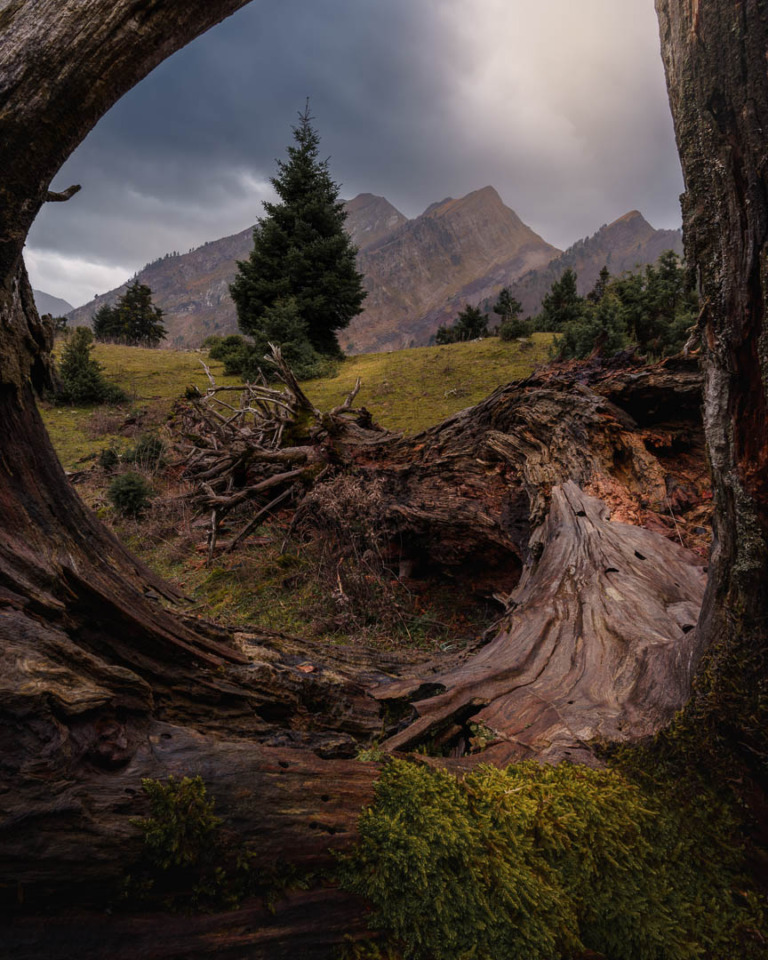 Kiakotos_charalampos - Leading to the tree