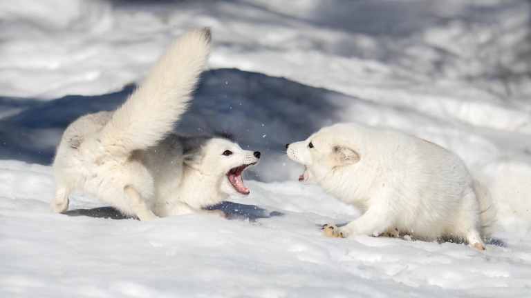 Larry_Tho_Dao - The Fight