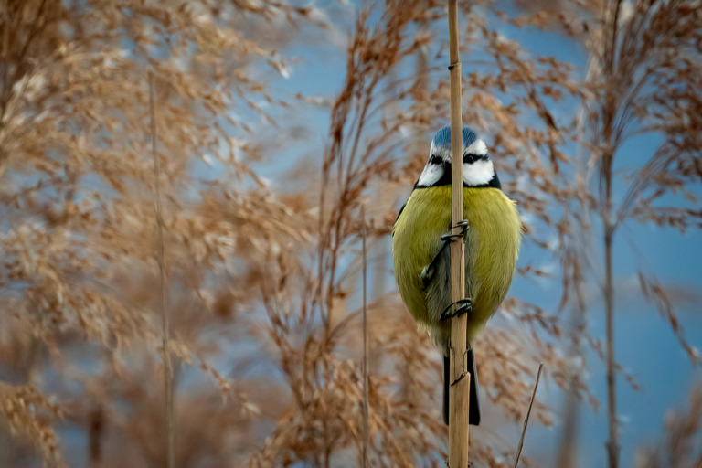 Mario_Cioni - 01_Blue tit