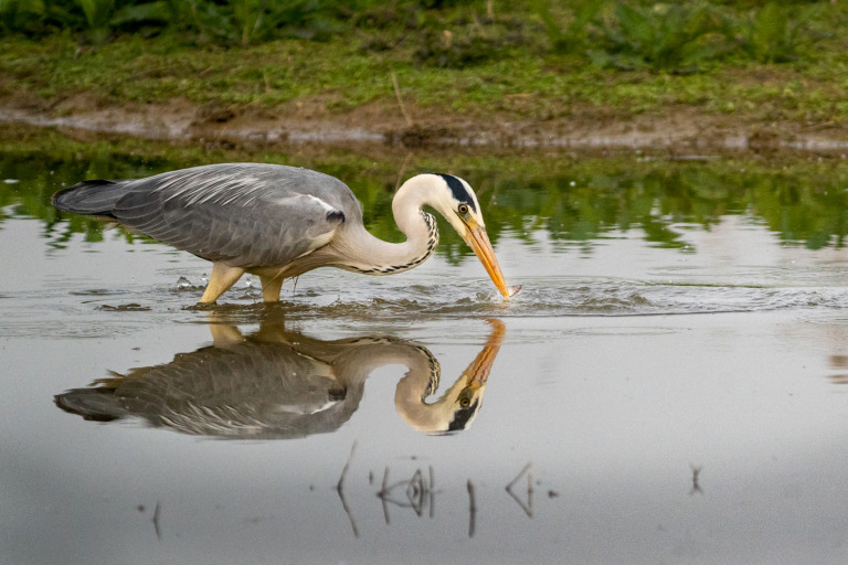 Mario_Cioni - 03_Gotcha