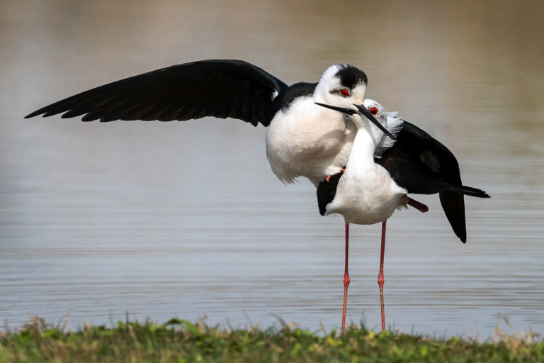 Mario_Cioni - 10_Effusions