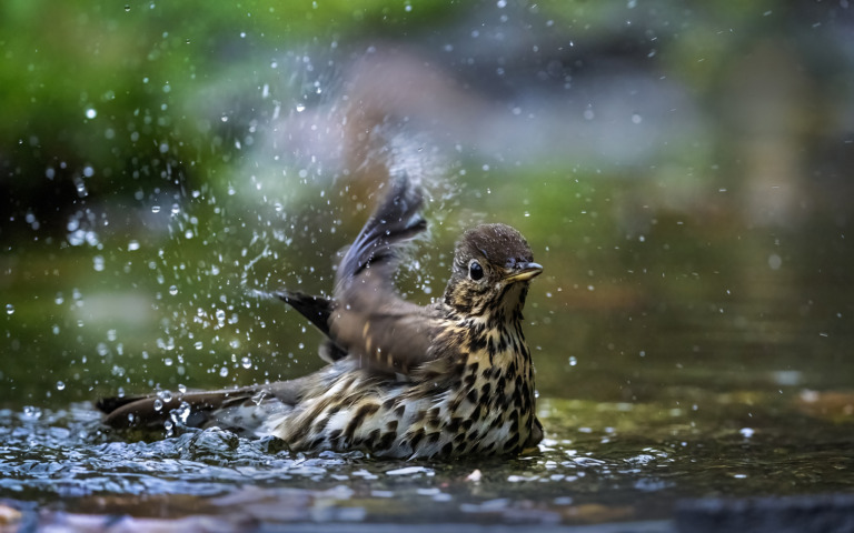 Mario_Cioni - 9MC9586