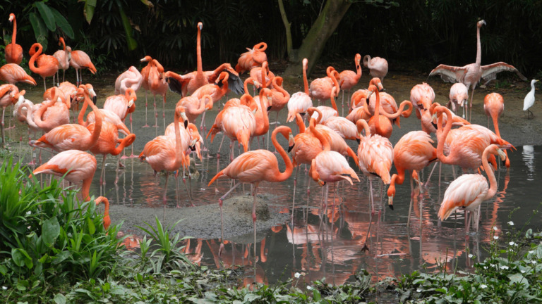 Michèle_mosses-dubois - Pink Flamingoes