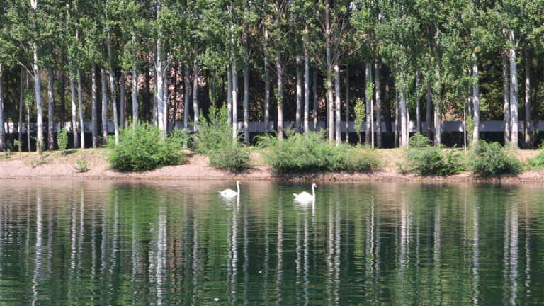 Michèle_mosses-dubois - Reflection