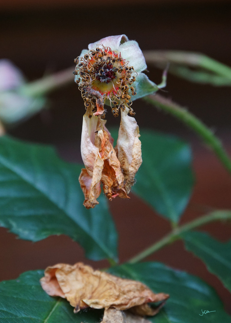 Mircea_Albu - Portret