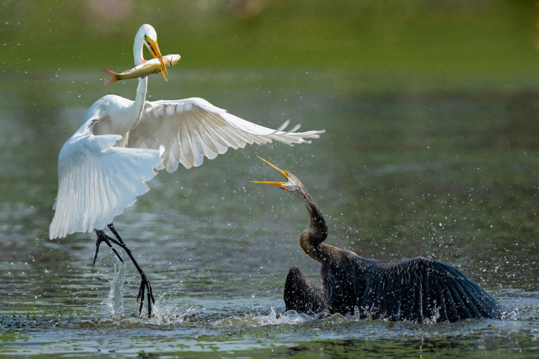 Mrinal_Sen - Angry Darter