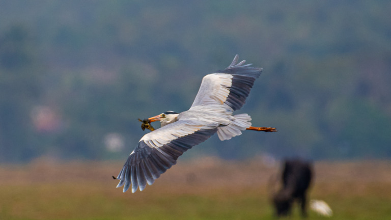 Navin_Agarwal - Grey Heron flying with frog catch