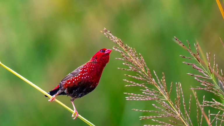 Navin_Agarwal - Red Munia eating Food