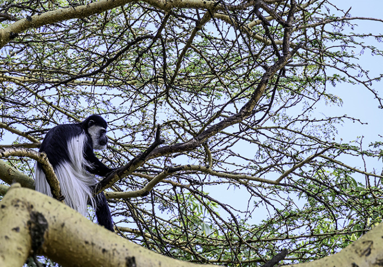 Nuwair_Alhajeri - Rare monkey