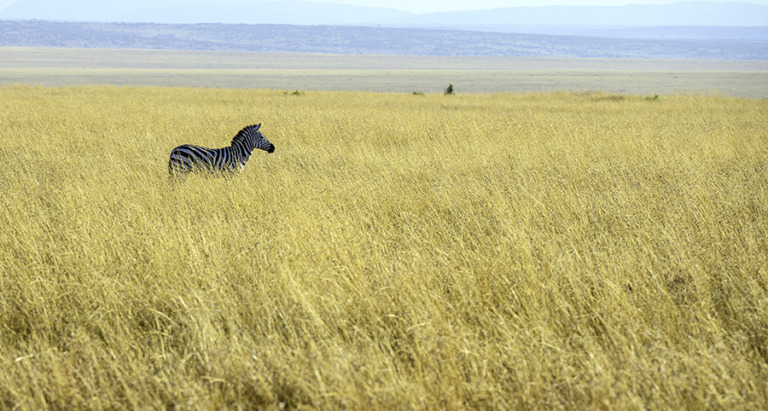 Nuwair_Alhajeri - Zebra on plains