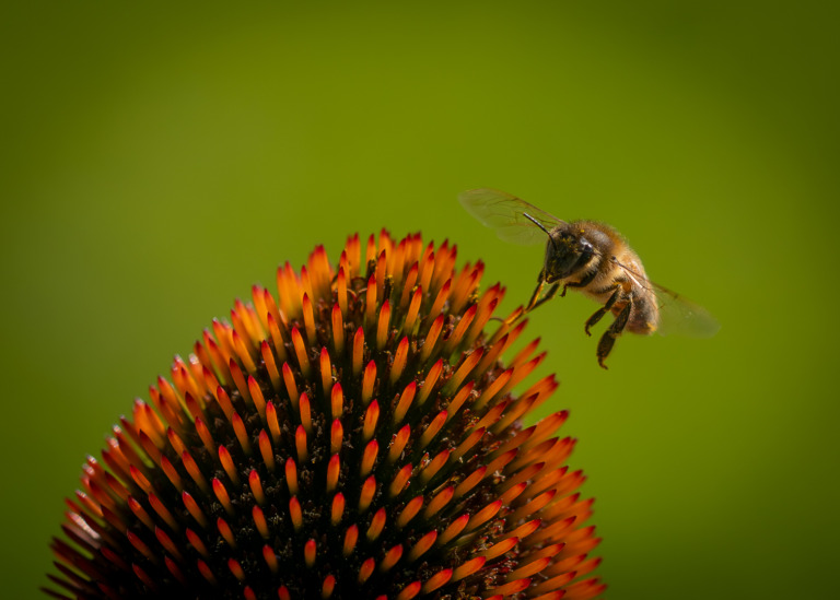 Roald_Synnevaag - Bie og solhatt