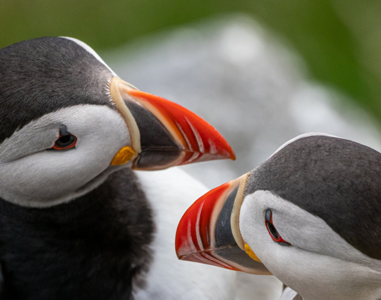Roald_Synnevaag - Puffin love