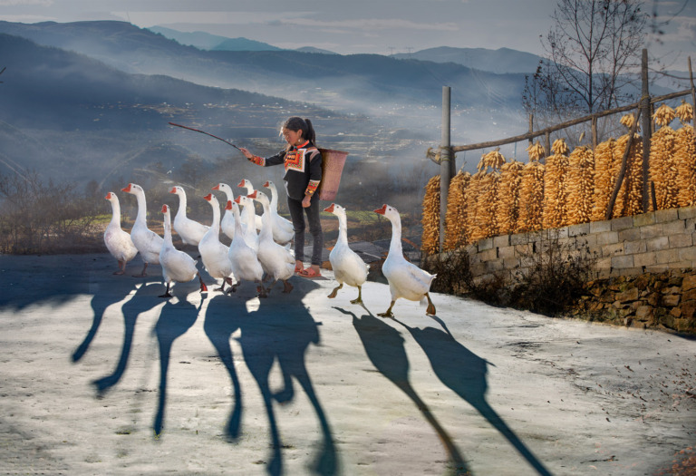 Shen_Juanjuan - Goose pasture