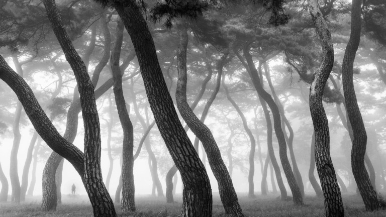 Shin_woo_ryu - Pine Grove