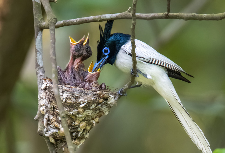 Tapas_Kumar_Paul - FATHER AND BABIES