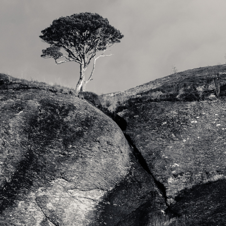 Terje_kolbeinsen - The pine