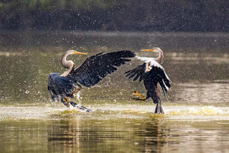Venkatesh_bs - Snake birds fighting