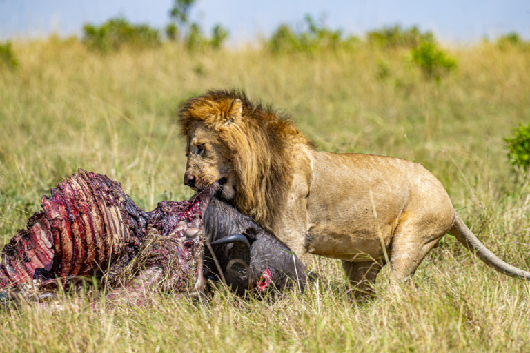 Venkatesh_bs - Strong jaws of lion