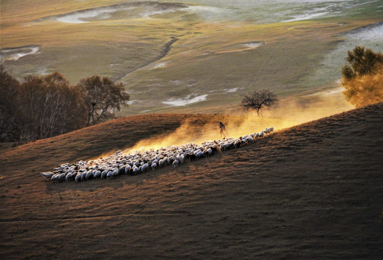 Wang_Huimin - Sheep herding in the morning