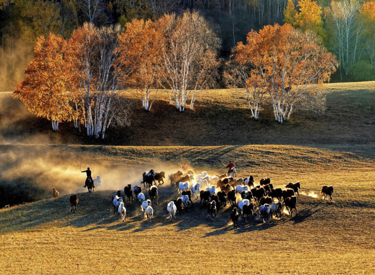Xiao_Yefa - Golden Autumn at Bashang