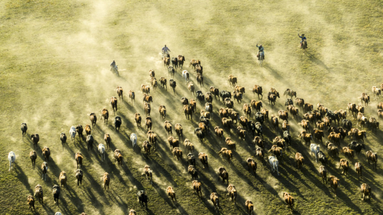 Xu_Xiaowen - 8.Ten thousand steeds gallop
