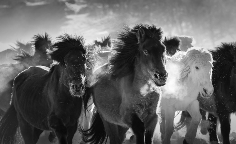 Yuan_Yongjie - Galloping Horses in Snow
