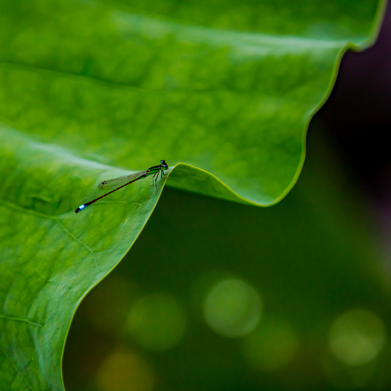 Zhai_Guangsheng - Damselfly 1