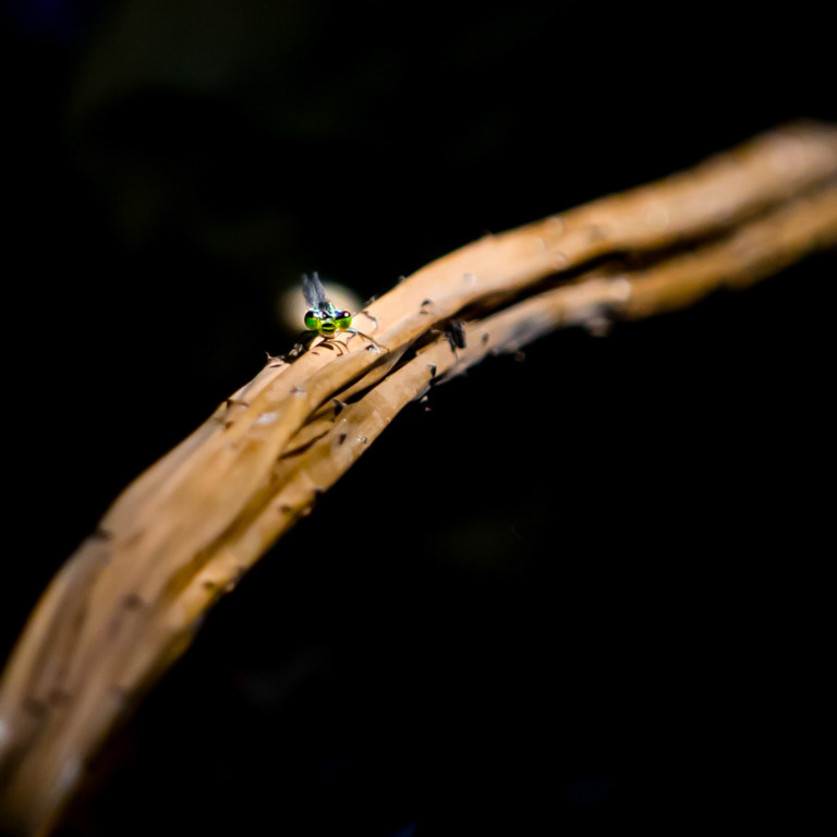 Zhai_Guangsheng - Damselfly 10