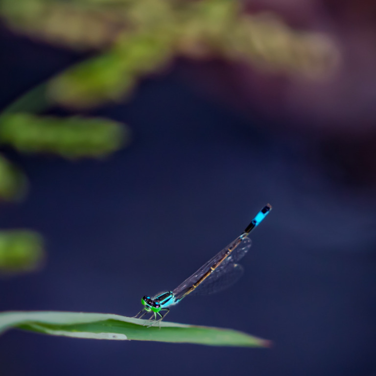 Zhai_Guangsheng - Damselfly 2