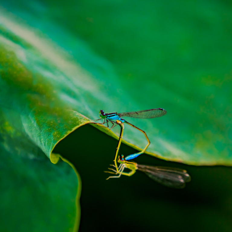 Zhai_Guangsheng - Damselfly 4