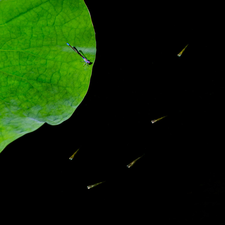Zhai_Guangsheng - Damselfly 6