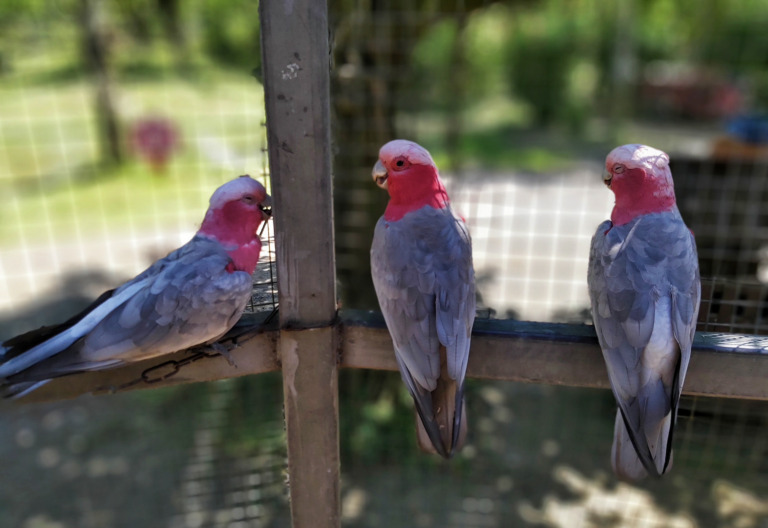 Zhu_Chunli - Afternoon chat