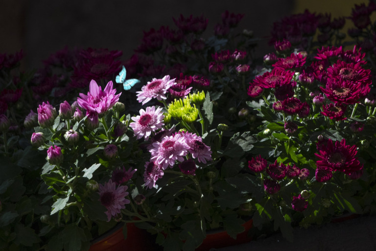 Zhu_Wujiang - In the flower cluster