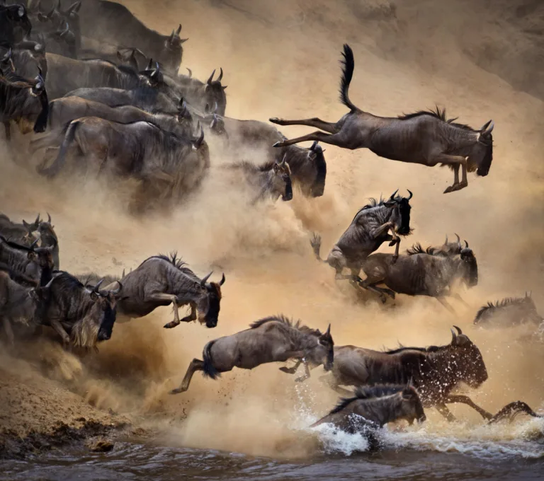 Chen Junjie - 冲出肯尼亚 Out of Kenya