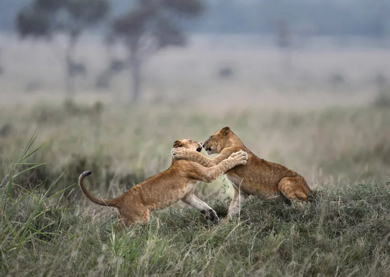 Chen Junjie - 搏斗 Wrestling