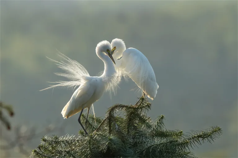 Chen Kunping - Egret 1