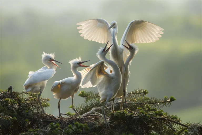 Chen Kunping - Egret 3