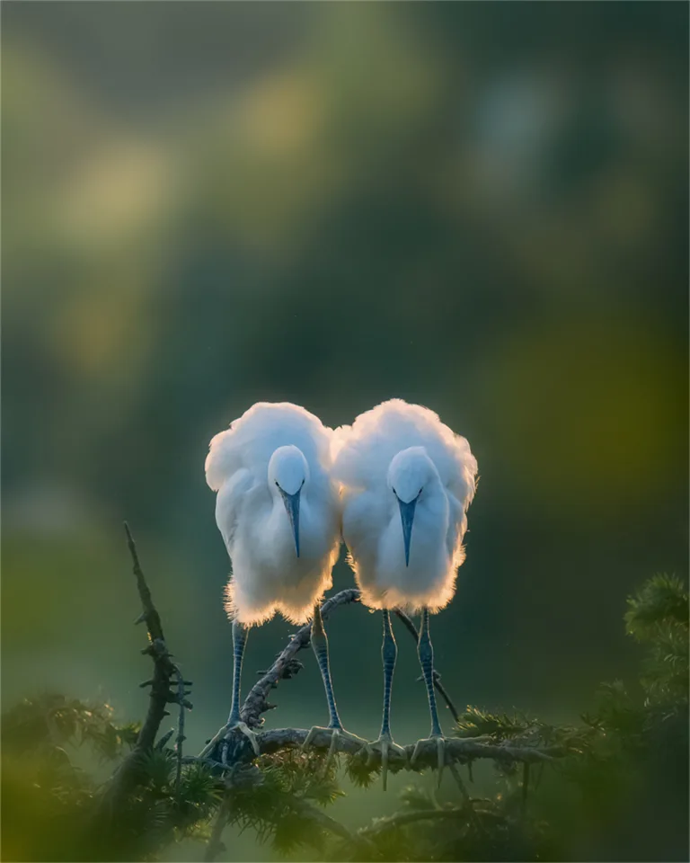Chen Kunping - Egret 4