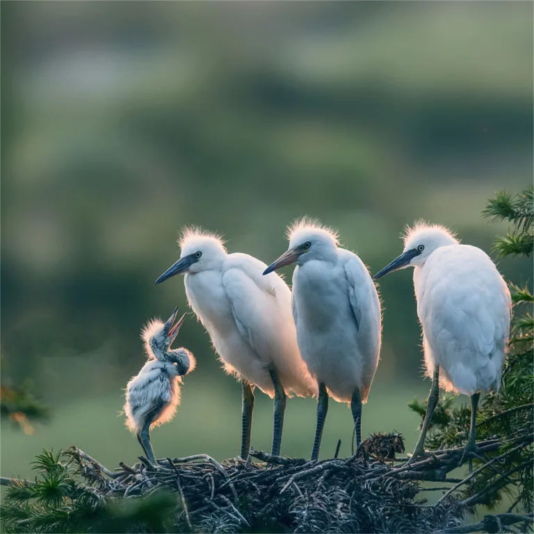 Chen Kunping - Egret 5