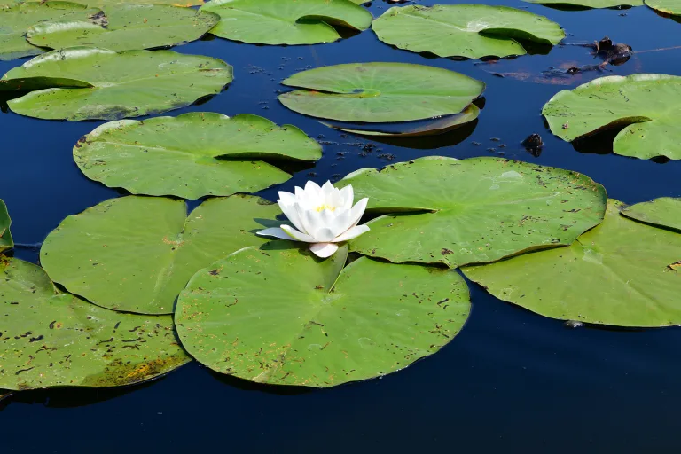 Csaba Bajko - Nymphaea alba